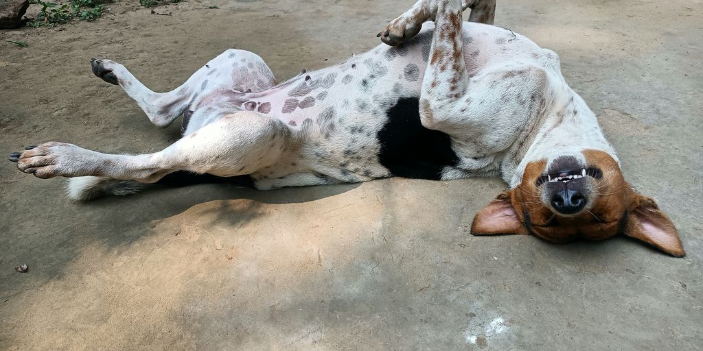 a dog laying on its back on the ground