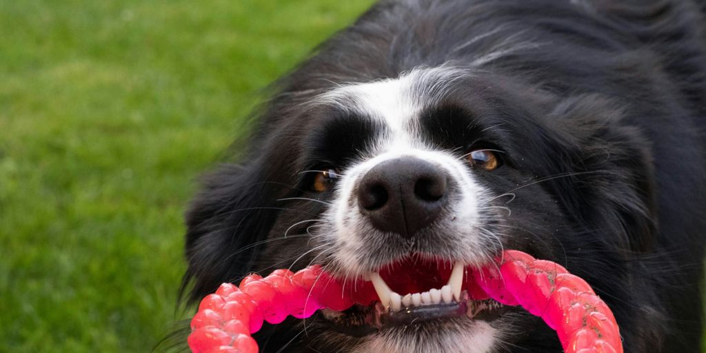 dog biting pink rubber
