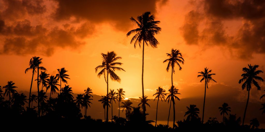 silhouette of palm trees during sunset
