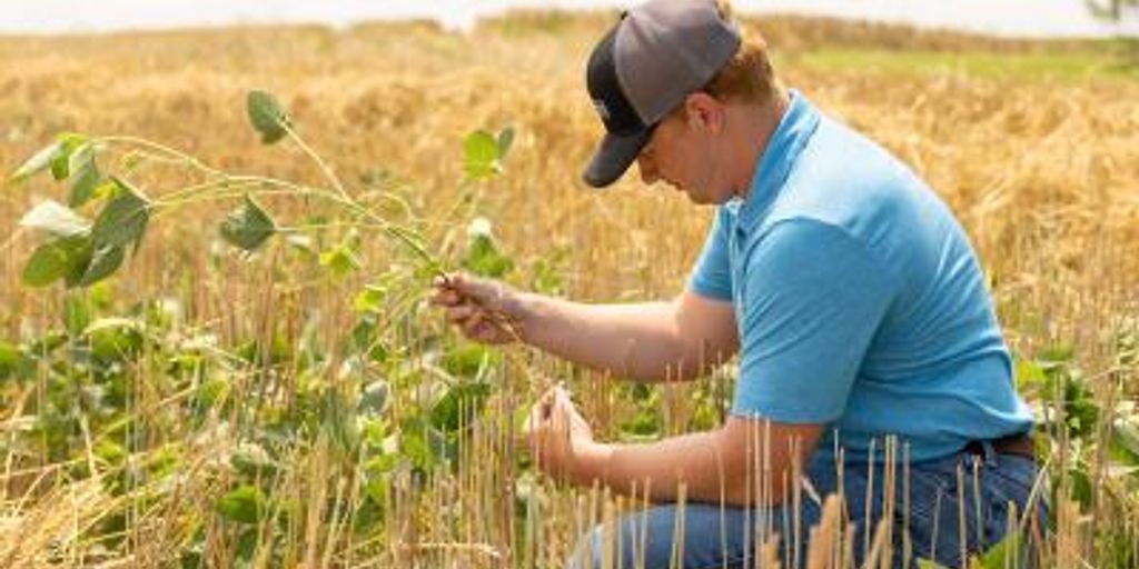 arrowroot cultivation and harvest