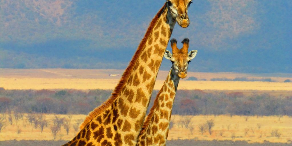 Discover Hidden Gems: Cheap Travel Places You Must Visit African safari landscape