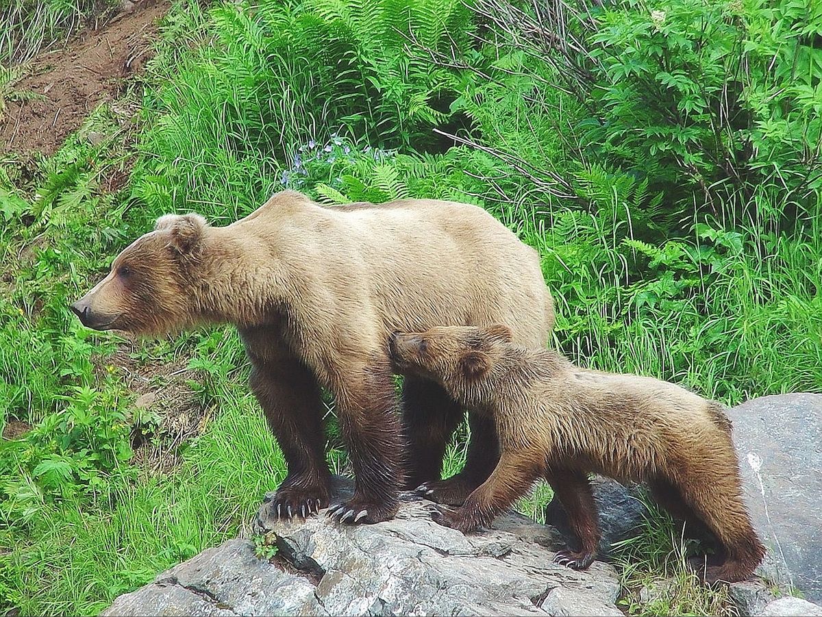 Animal Encounters: Zoos and Aquariums