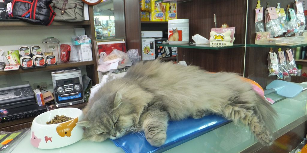 cat sleeping comfortably near clean litter box