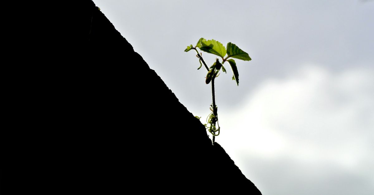 Nurturing the Land: JADAM's Eco-Friendly and Sustainable Practices