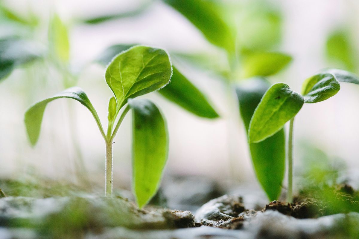 From Seed to Sapling: Growing the JADAM Way