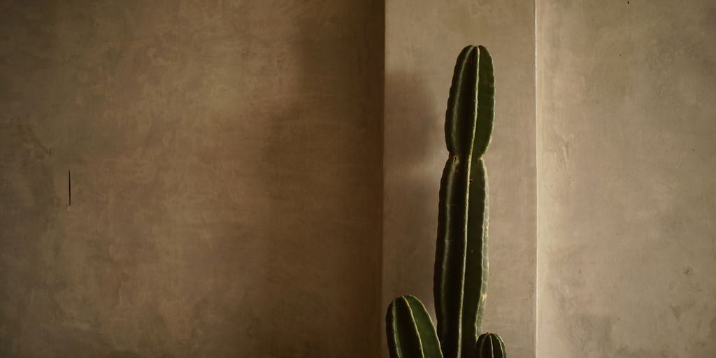 a cactus in a pot on a table