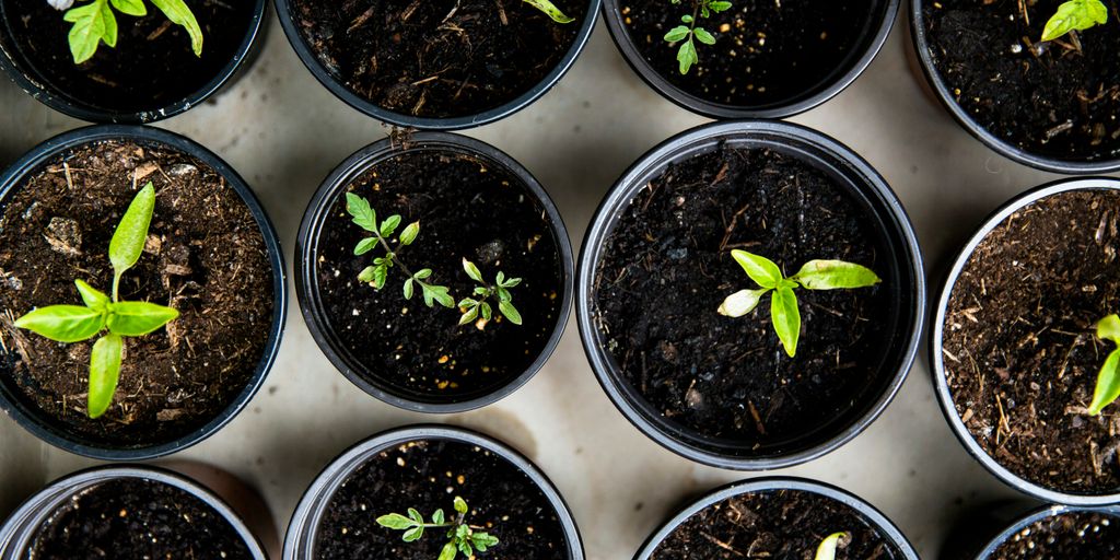 green leafed seedlings on black plastic pots