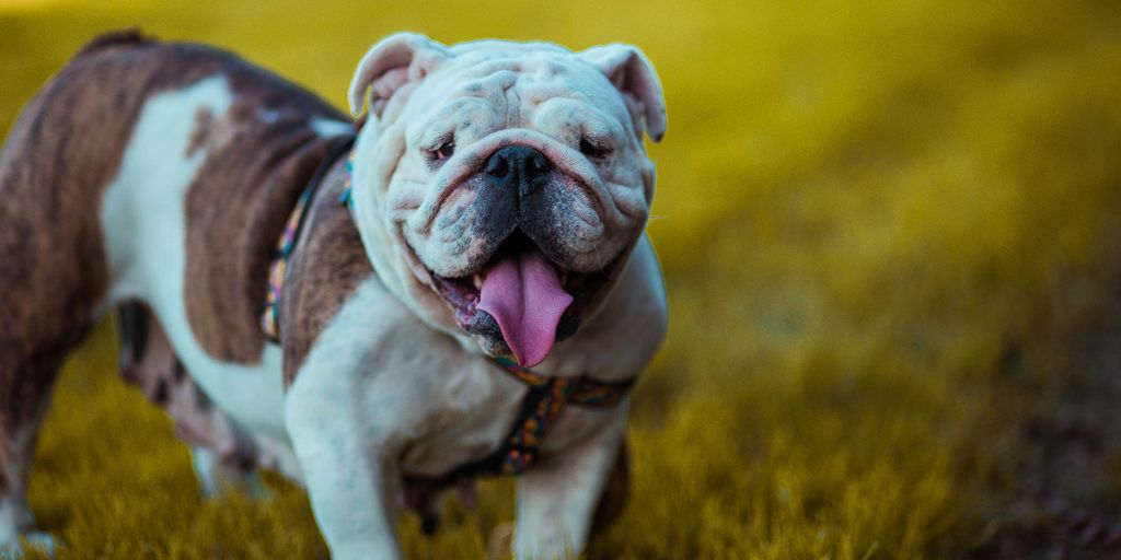 bulldog standing on grass