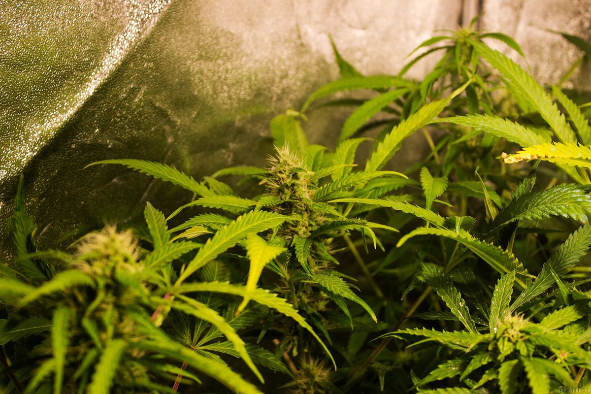 Zukunft des Cannabismarktes in Achtelsbach