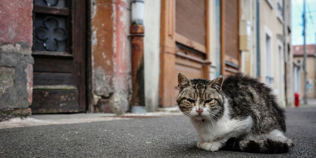 a cat sitting on the ground in front of a building