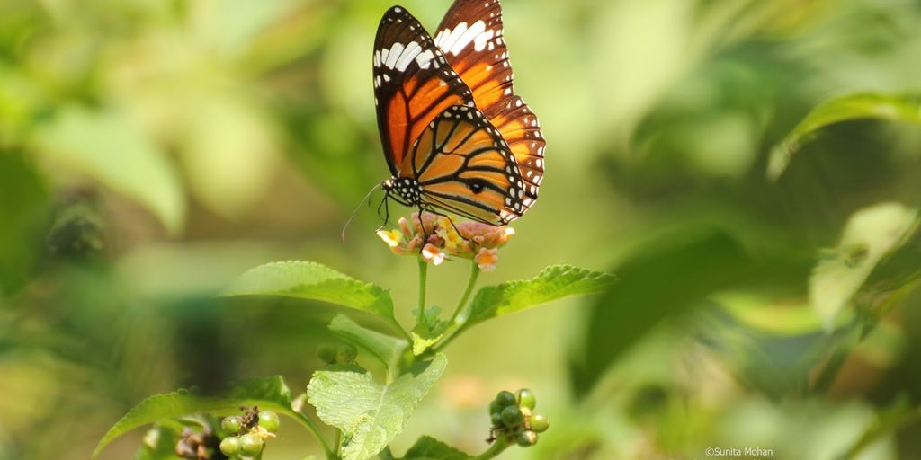 DIY vertical gardening projects in small urban spaces