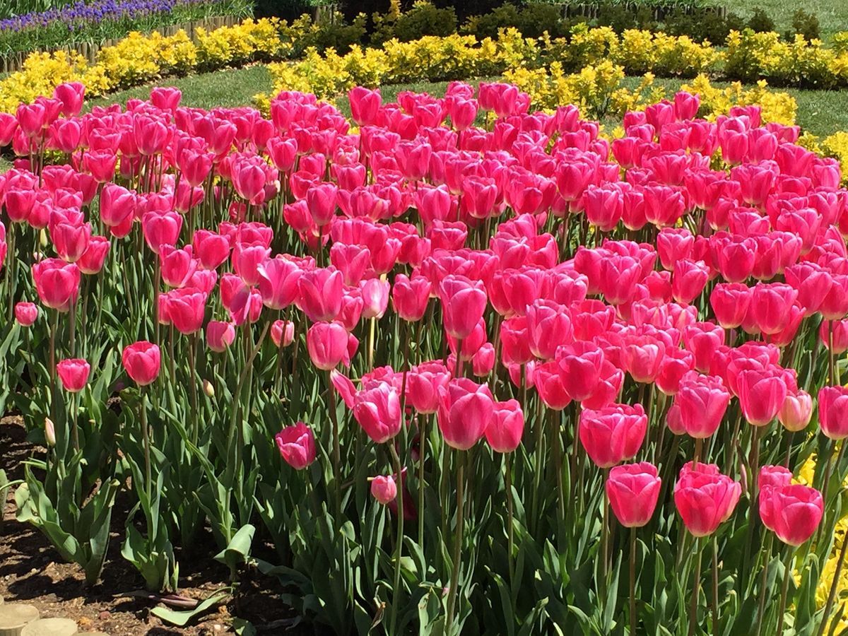 The Enchantment of Skagit Valley
