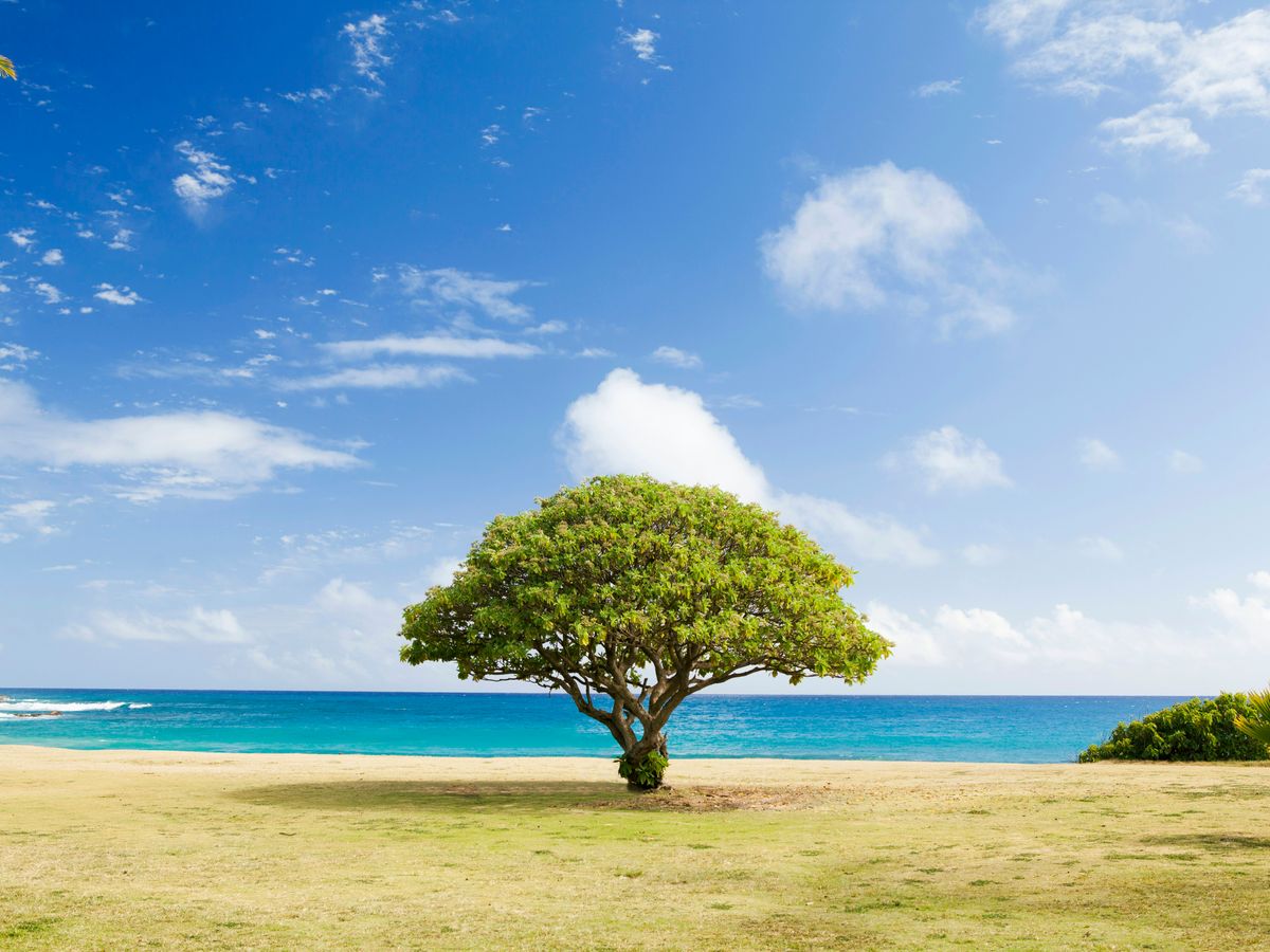 árvore de folhas verdes na praia