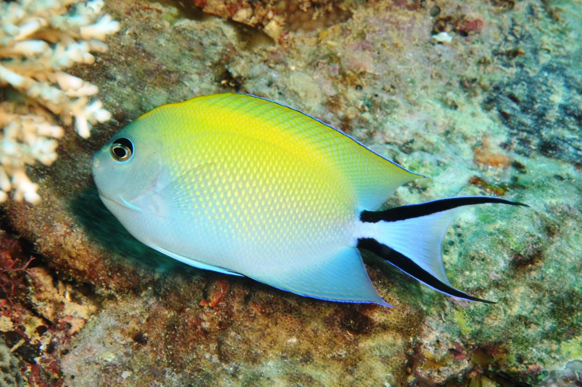 Fishing Gear and Bait Shops in Ft. Myers