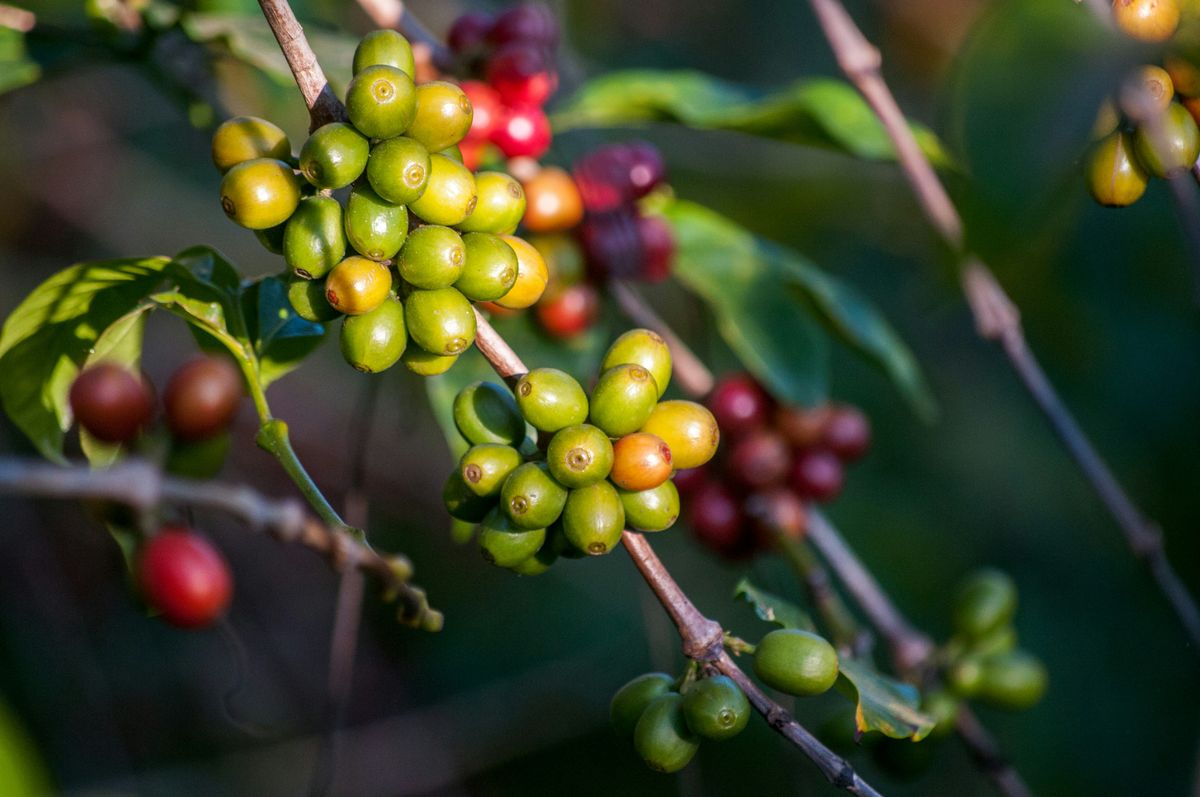 The Future of Farming: JADAM's Role in Sustainable Agriculture