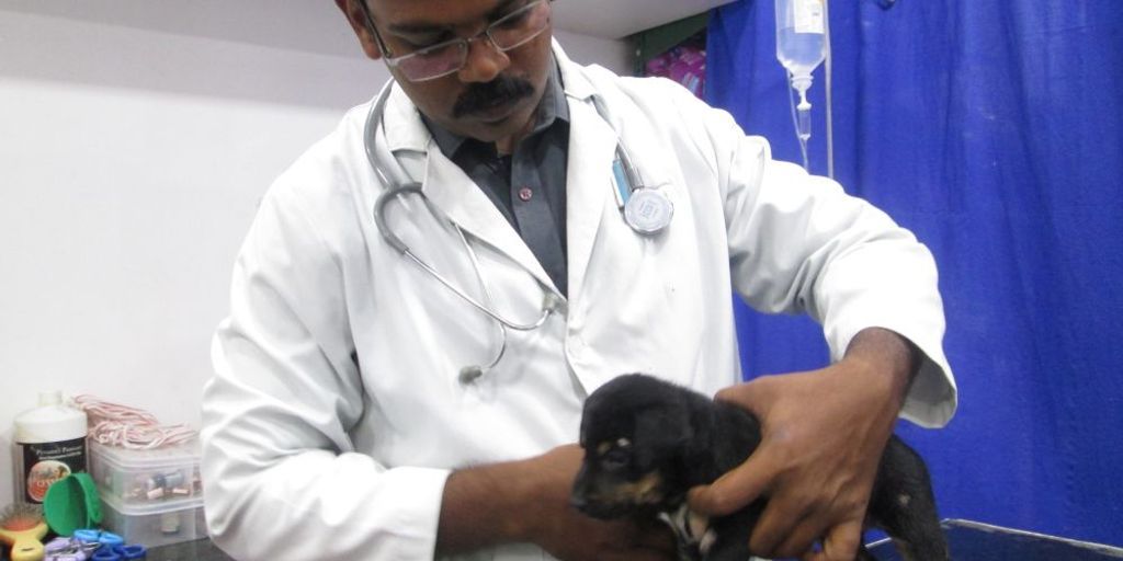 cats in a luxury pet boarding facility