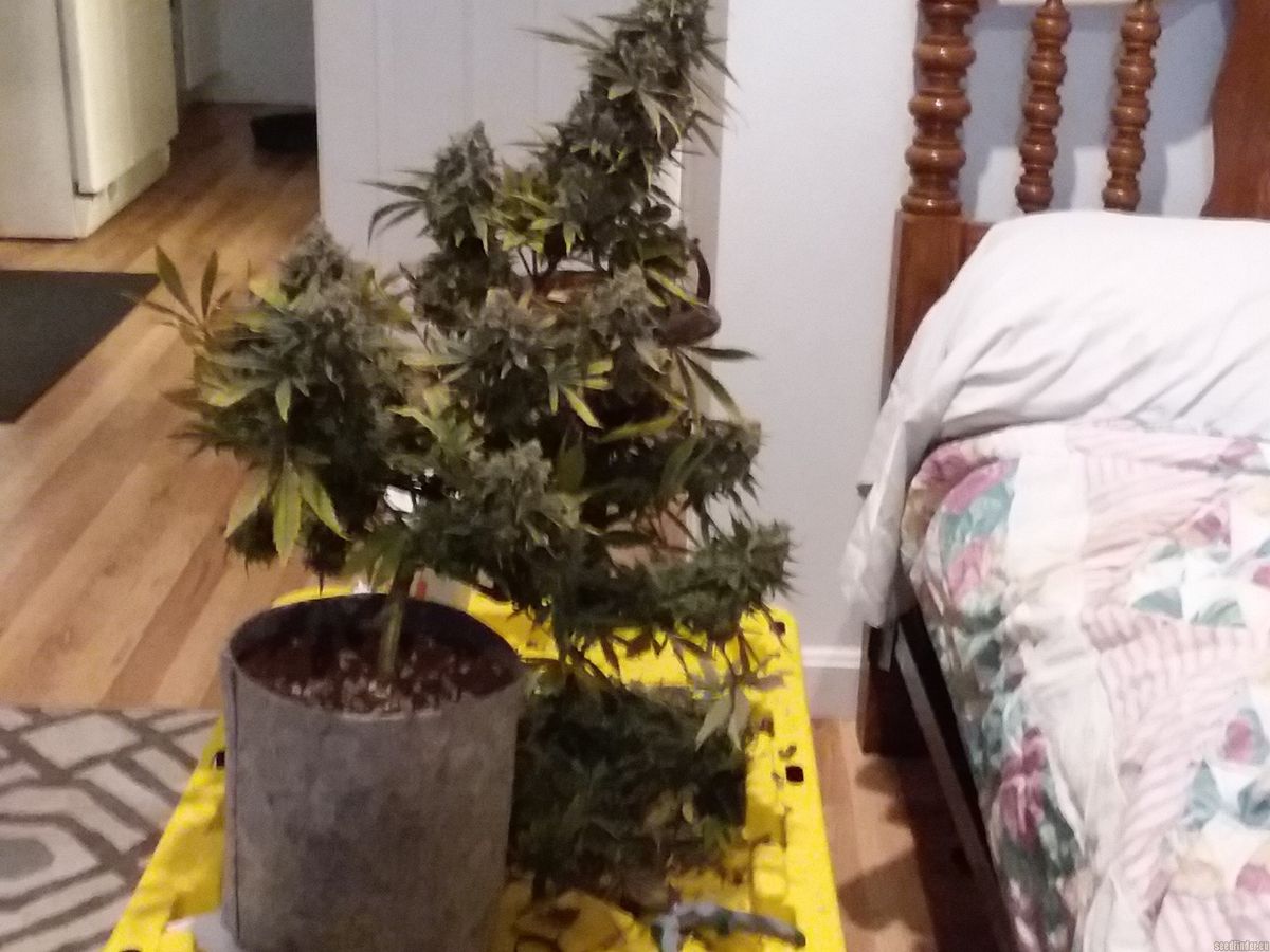 Pflege und Ernte der Cannabispflanzen
