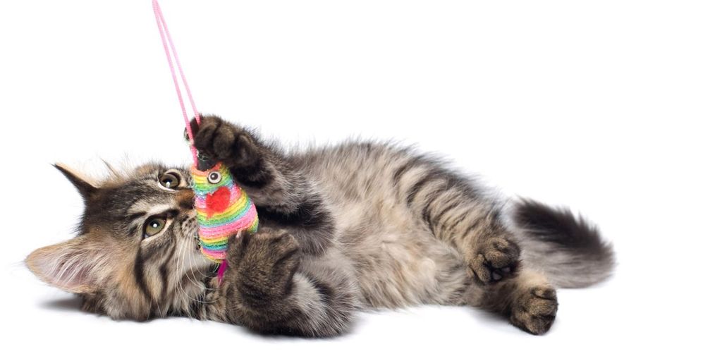 cat playing with toys at night