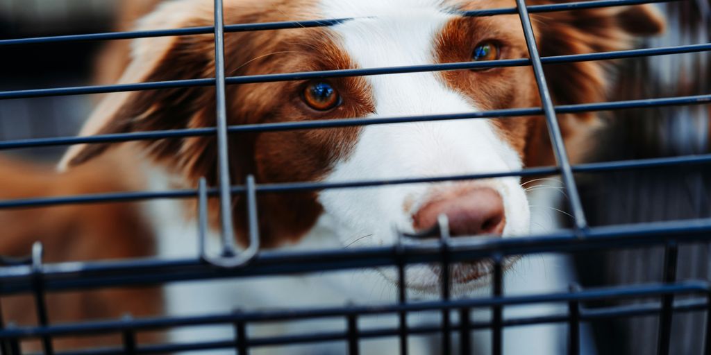 short-coated tan and white dog inside dog crate