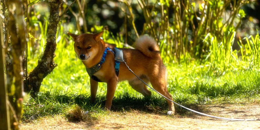a small dog tied to a tree on a leash