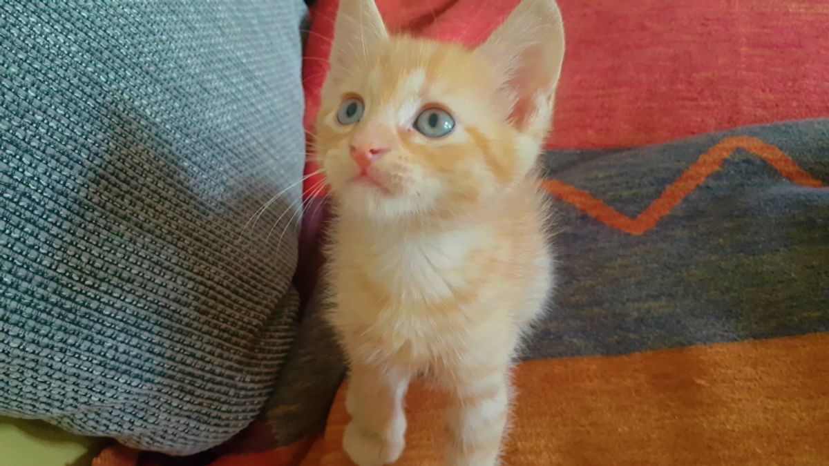 Interactive Playtime Accessories