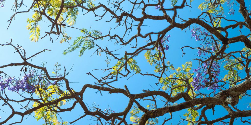 the branches of a tree with purple flowers against a blue sky