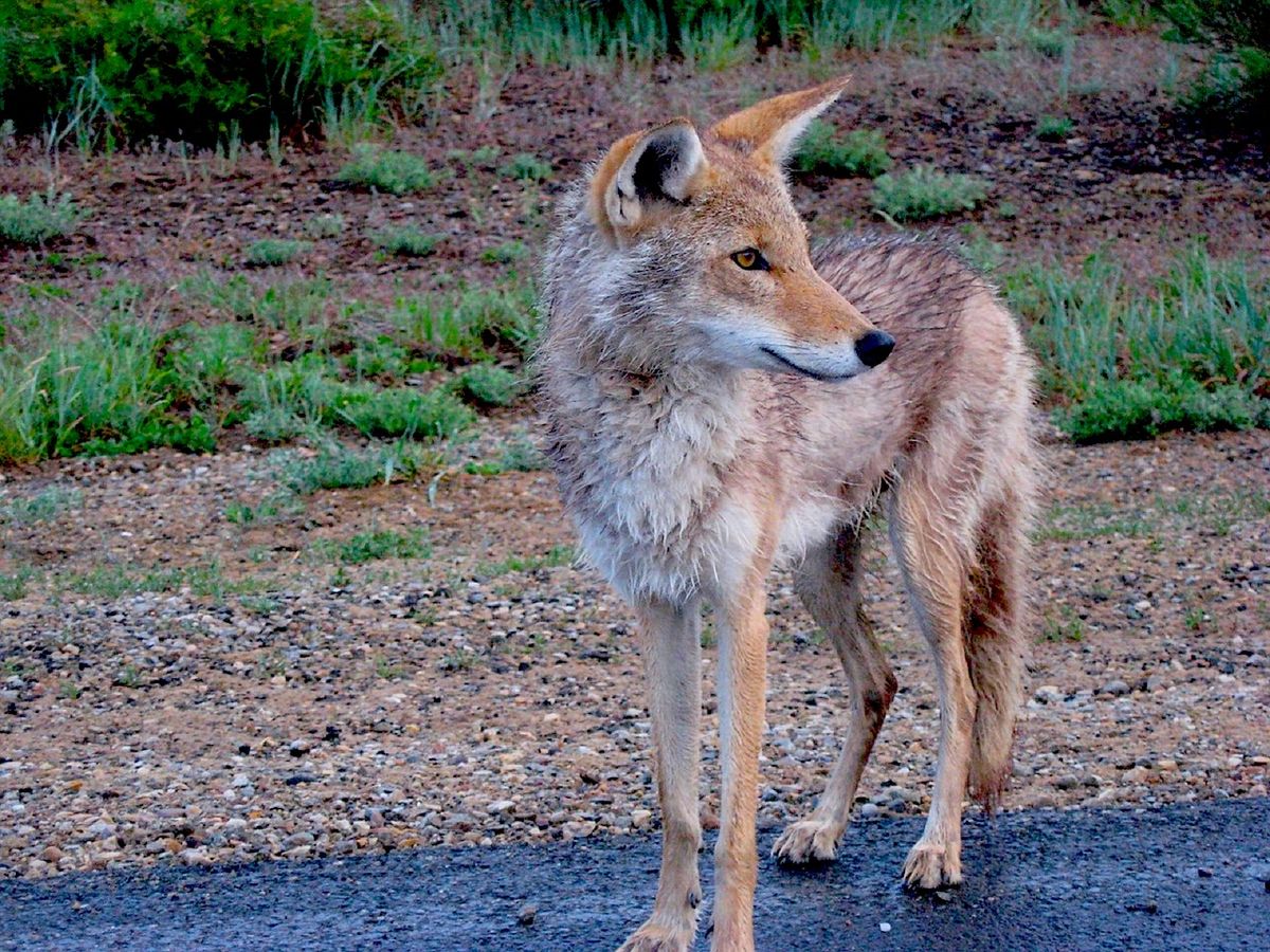 Wildlife Spotting in the City