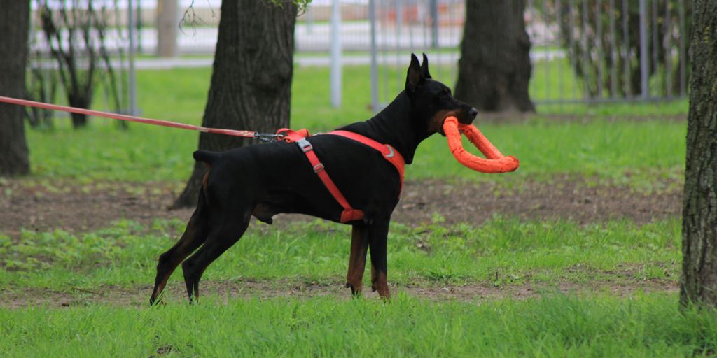 A doberman holds a toy in its mouth.