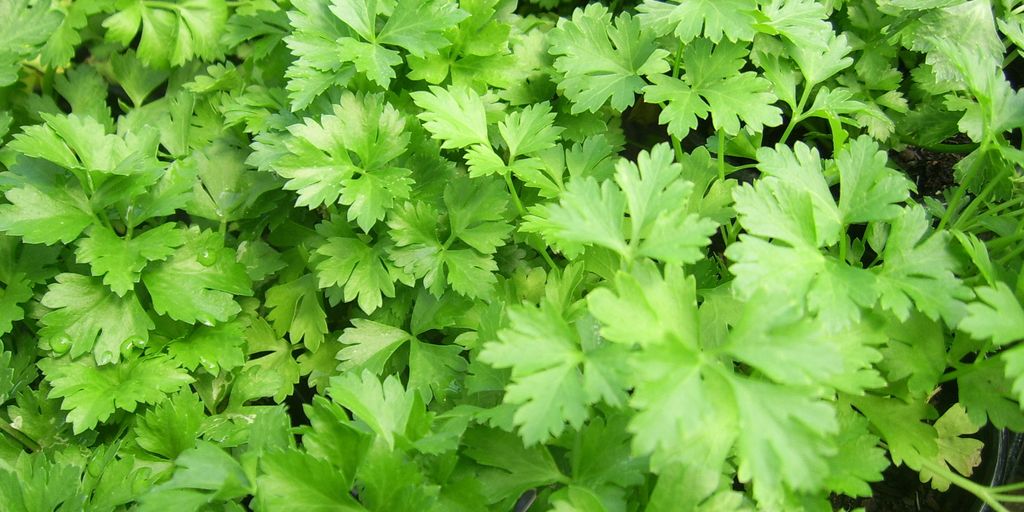sage plant in a low-maintenance garden