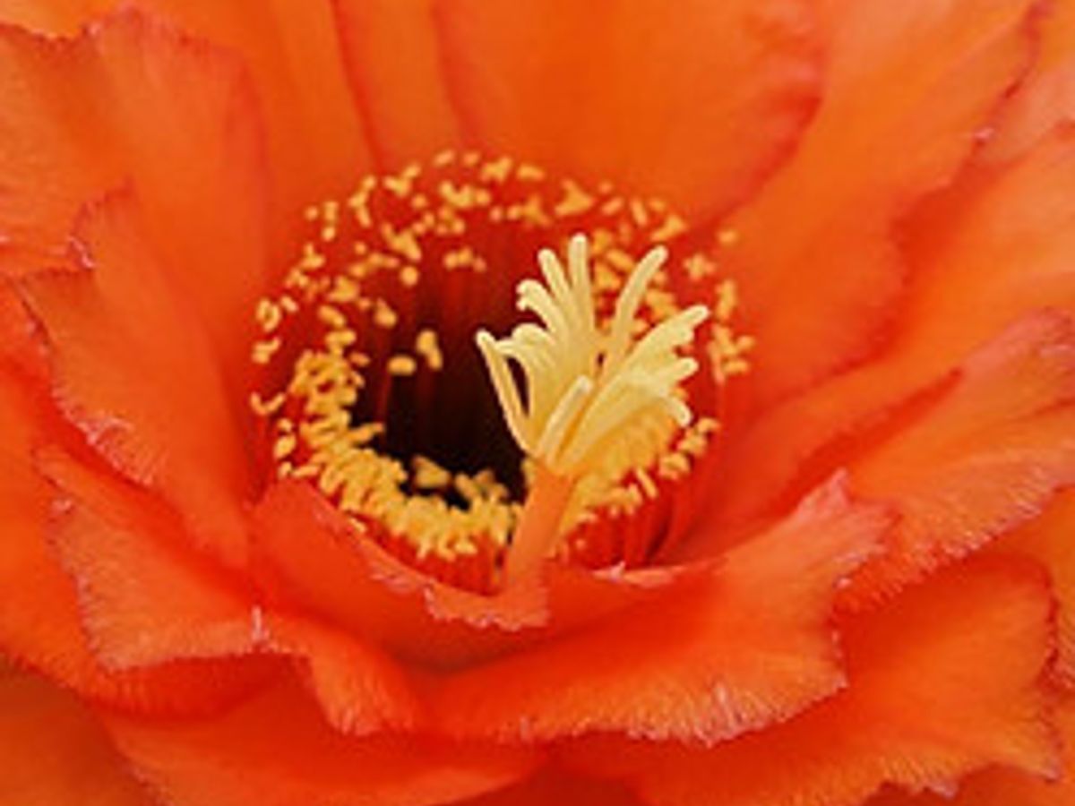 Echinopsis pachanoi cactus