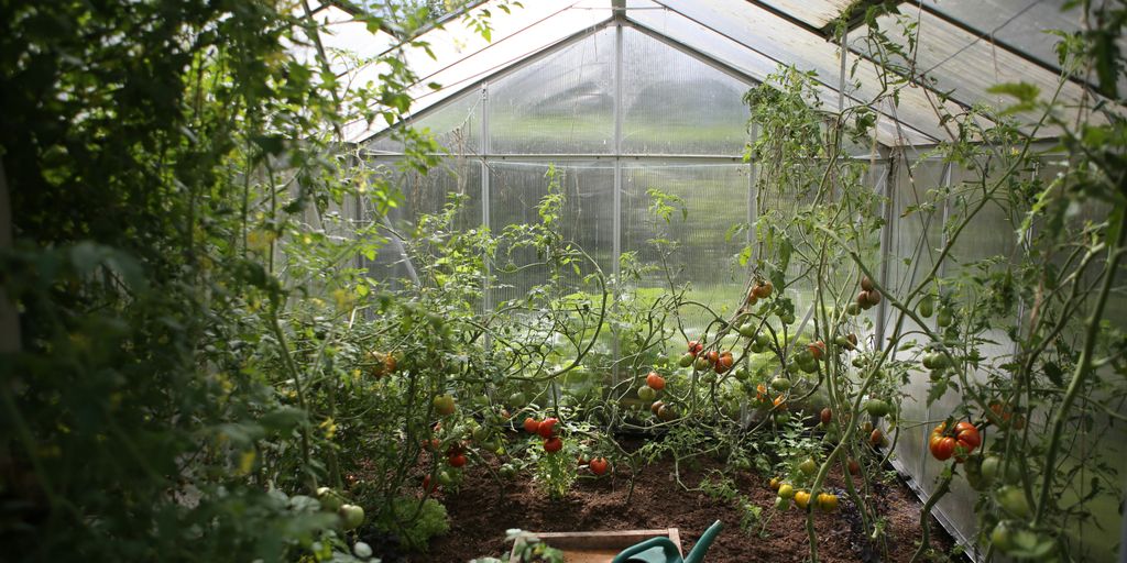 green watering can in green house