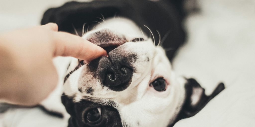white and black dog biting person's finger