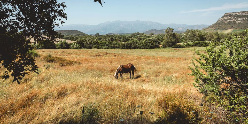 a horse grazing in a field
