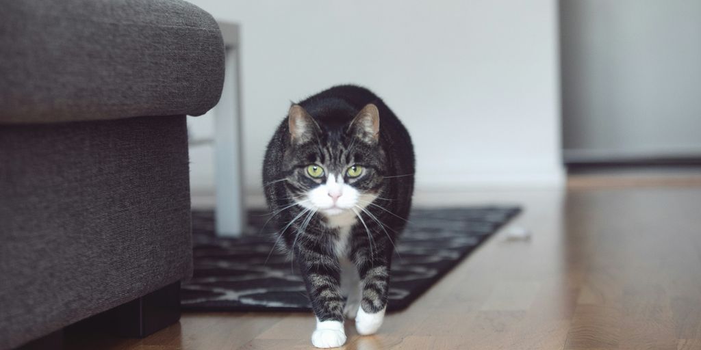 a black and white cat walking across a wooden floor