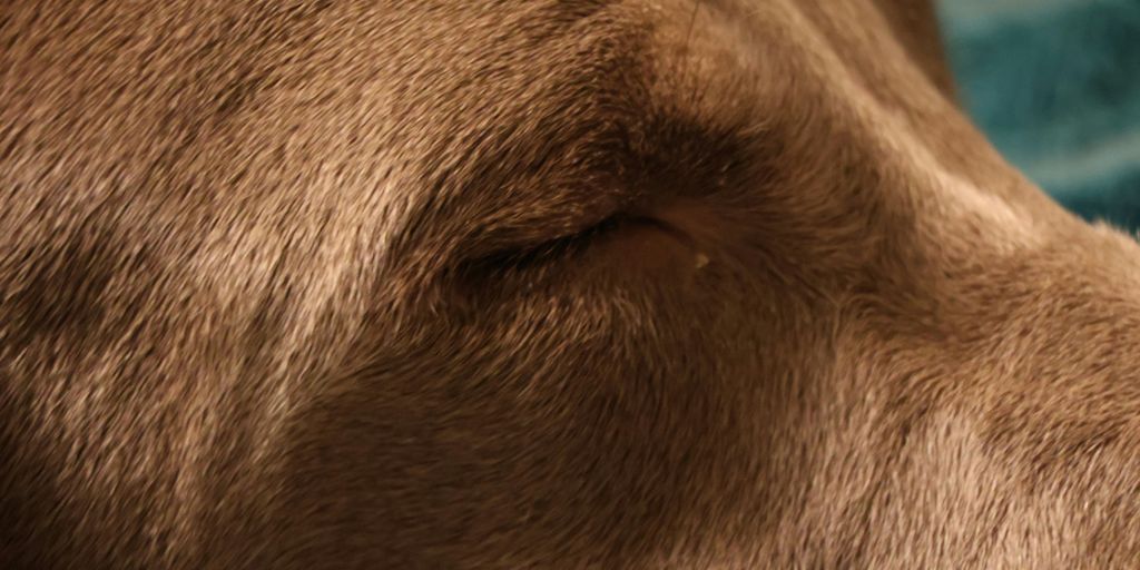 a close up of a dog's face with a towel in the background
