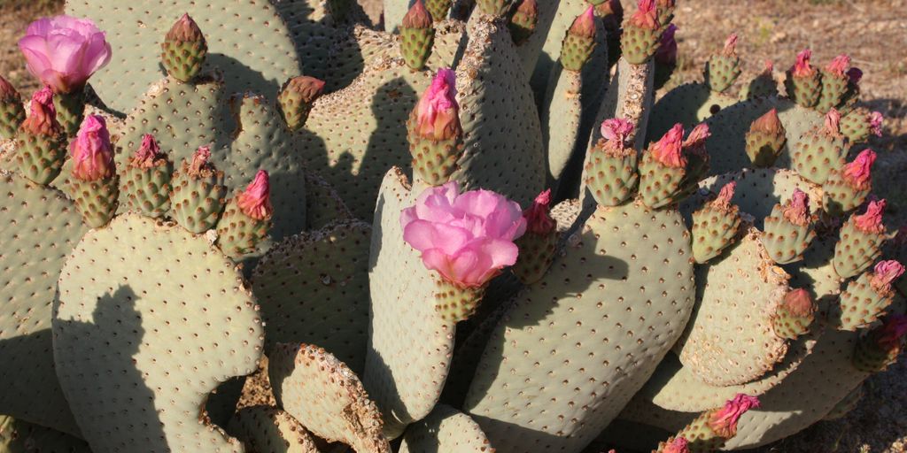 A group of cactus plants with pink flowers