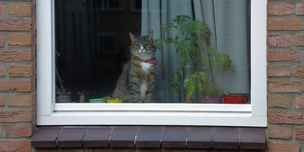 cat in a cozy, safe boarding facility