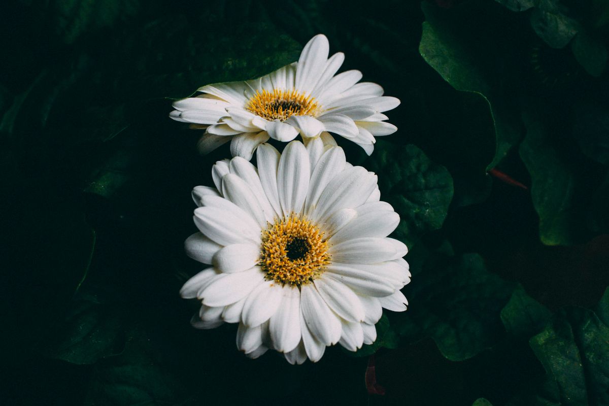 The JADAM Revolution: Organic Farming's New Best Friend