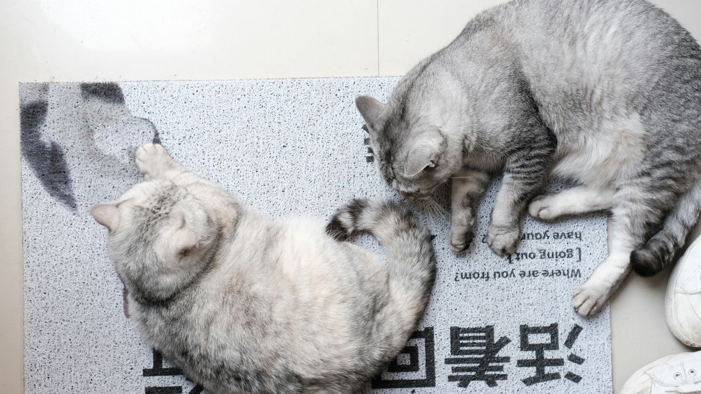 a couple of cats laying on top of a rug