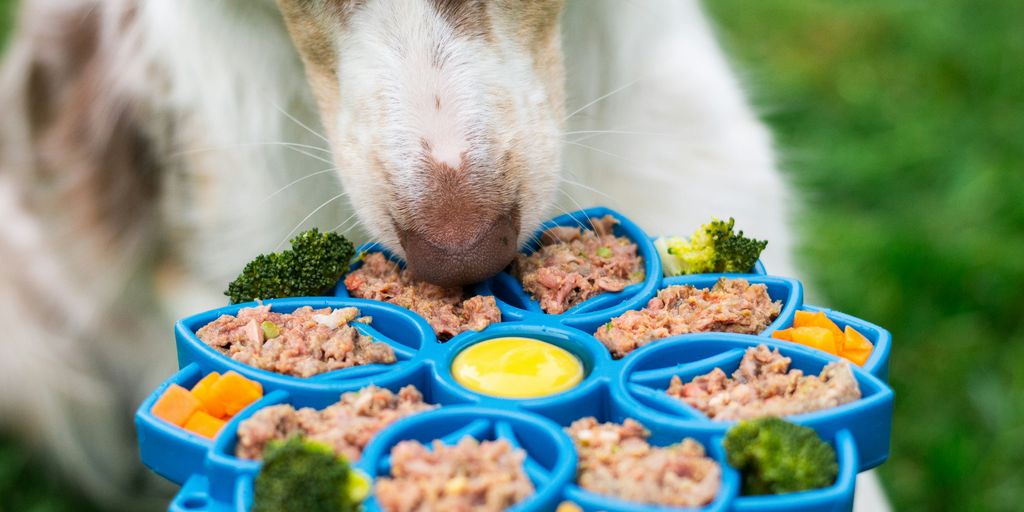 Dog enjoys a colorful meal from its interactive dish.