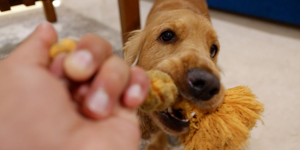 a dog holding a toy in its mouth