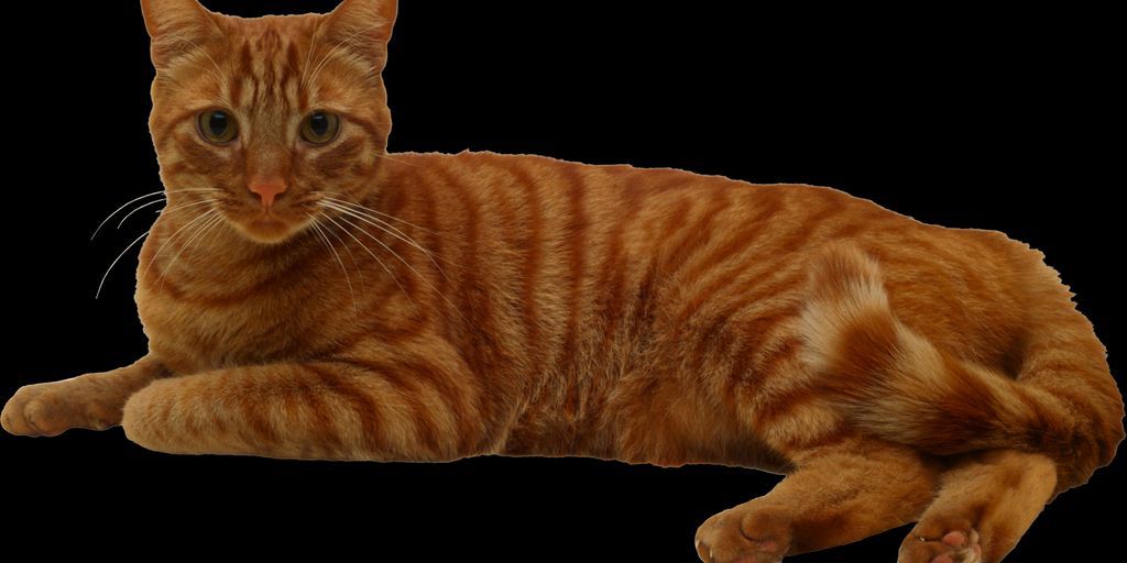 cozy cat boarding facility interior with comfortable spaces and playful elements