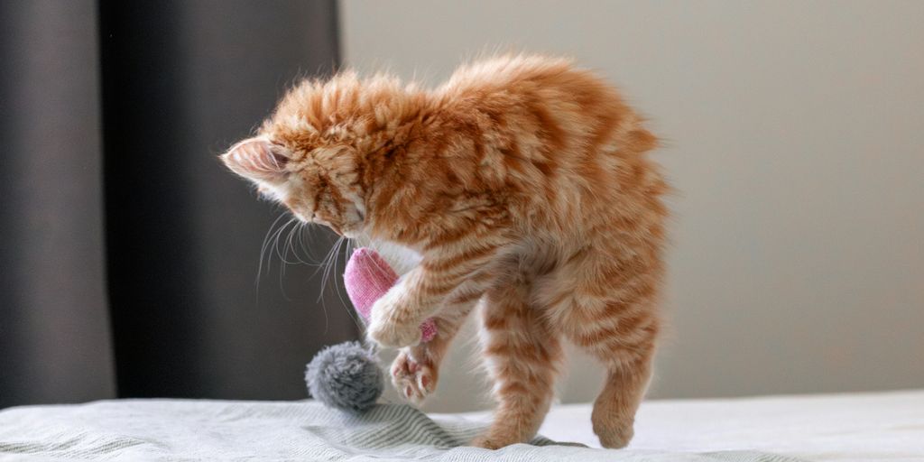 an orange cat playing with a toy on a bed