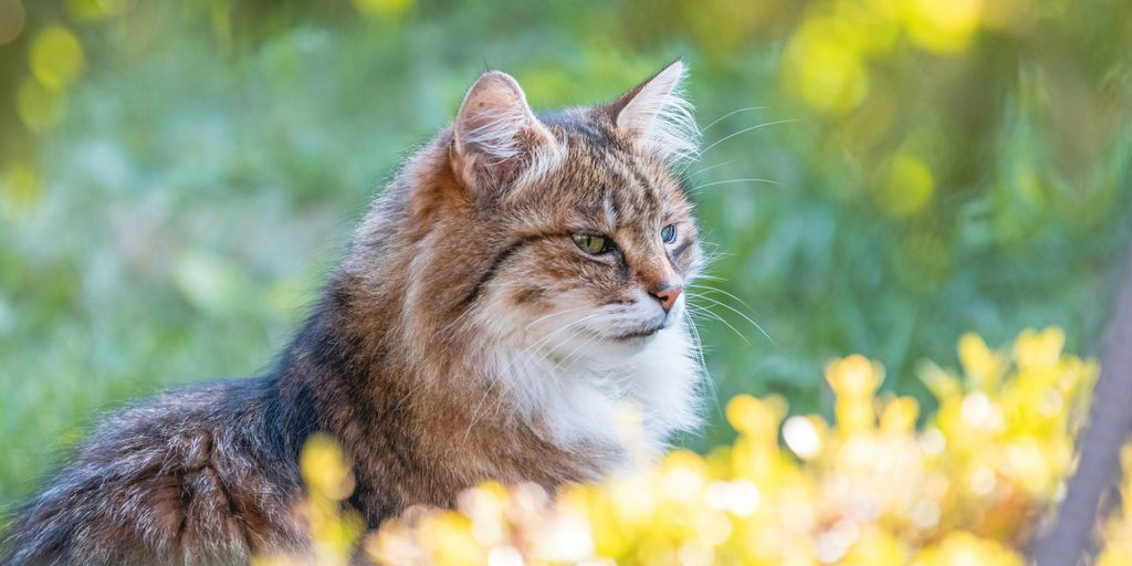 a cat sitting in the grass looking at something