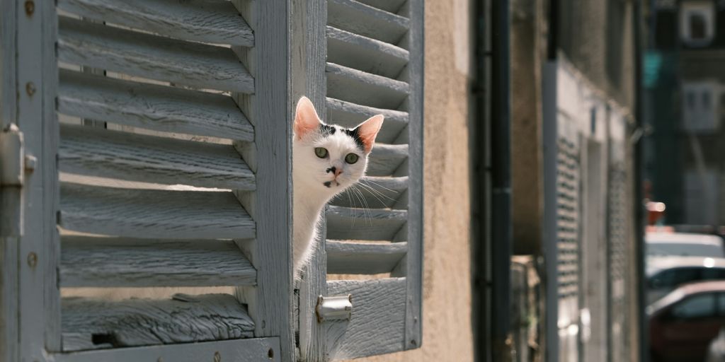 a cat looking out of a window