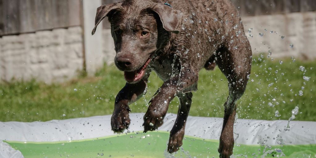 Dog leaps out of a pool, covered in water.