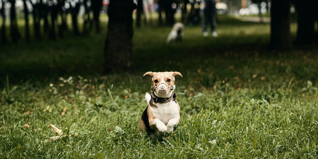 dog jumping on grass