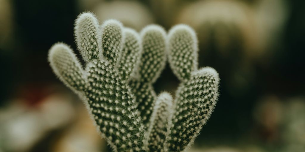 a close up of a small cactus plant