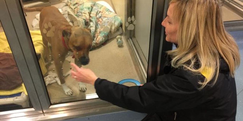 luxurious cat boarding facility with happy cats and attentive staff