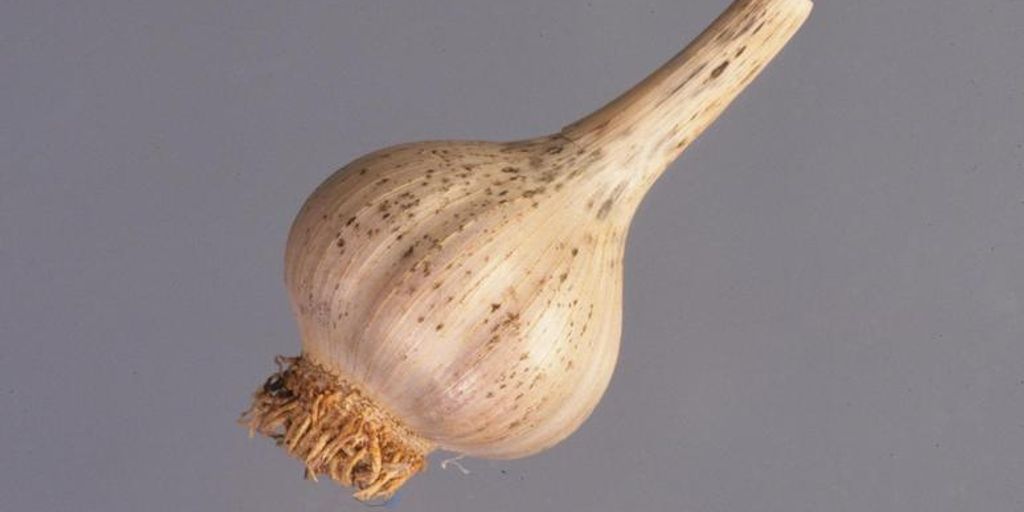 homemade garlic spray for garden pests